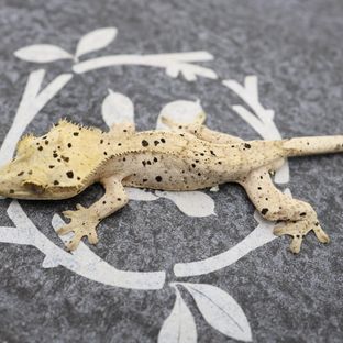 노멀 달마시안 슈퍼달마시안 옐로우 화이트
