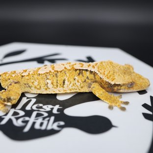 Normal Tri Extreme Harlequin White Spot Solid Back