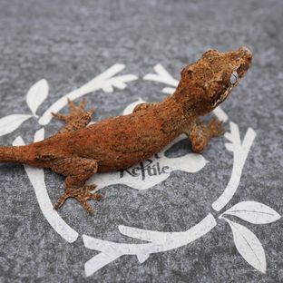 레드 레티큘 블로치드
