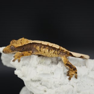 Tri Extreme Harlequin White Spot White Pin