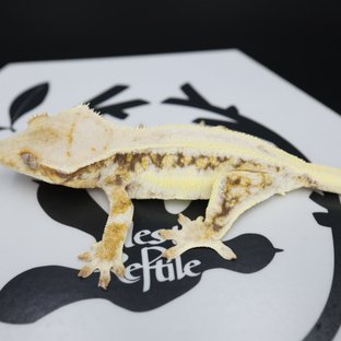 릴리화이트 드리피 솔리드백 화이트핀 화이트스팟