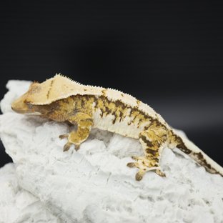 Normal Tangerine Extreme Harlequin Quad Tri Drippy