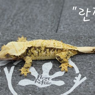 란찜