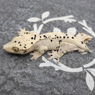 노멀 달마시안 슈퍼달마시안 화이트 옐로우