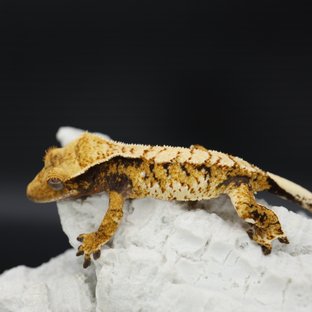 Tri Tangerine White Spot White Crown Solid Back Drippy