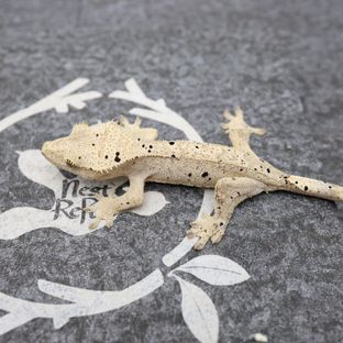 노멀 달마시안 슈퍼달마시안 옐로우 화이트