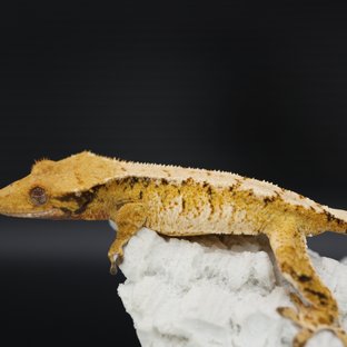 Tri Extreme Harlequin Tangerine White Spot Drippy