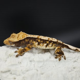 Tri Extreme Harlequin White Pin White Spot Pinstripe