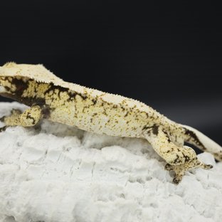 Normal Tri Drippy White Spot White Pin White Crown