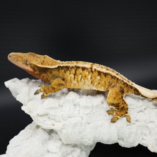 Tangerine Tri Extreme Harlequin White Crown White Pin White Spot