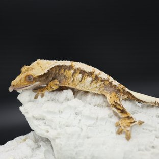 Tangerine Tri Extreme Harlequin White Spot Drippy White Crown