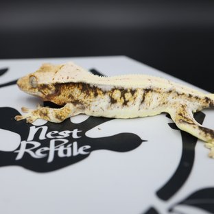 릴리화이트 트라이 드리피 화이트스팟 화이트핀