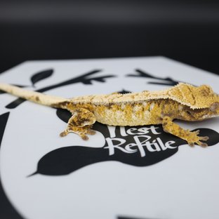 트라이 익스트림할리퀸 화이트스팟 화이트핀 노멀