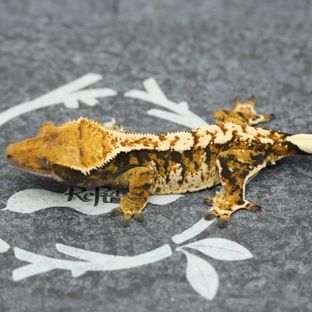 NF182