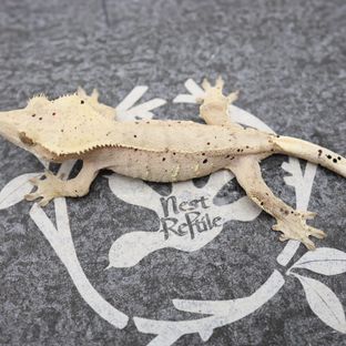 노멀 달마시안 슈퍼달마시안 레드 화이트