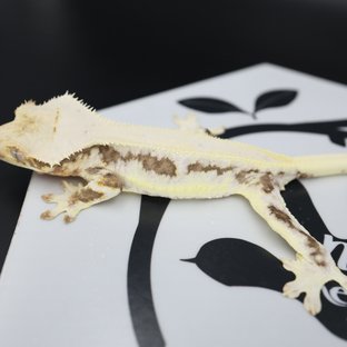 릴리화이트 드리피 솔리드백 풀핀 화이트핀 화이트스팟