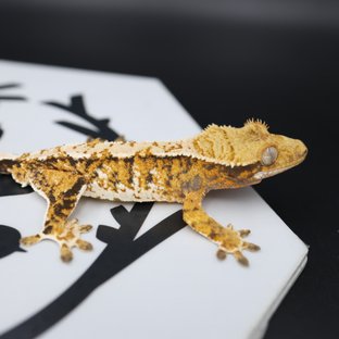 Normal Tri Extreme Harlequin White Spot White Pin Tangerine