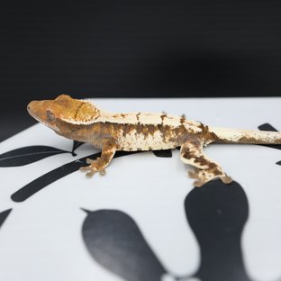 세이블 트라이 화이트스팟 화이트핀 솔리드백