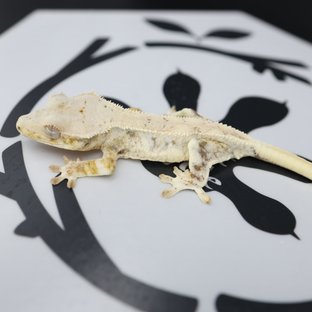 릴리화이트 드리피 화이트스팟 풀핀 화이트핀