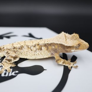 Normal Tri Extreme Harlequin White Spot Drippy White Pin