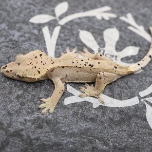 노멀 달마시안 슈퍼달마시안 레드 화이트