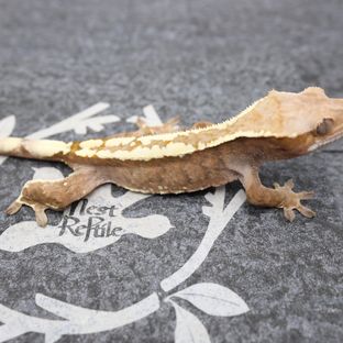 트라이 화이트핀 카푸치노