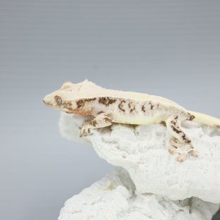 Tri Drippy Solid Back Lilly White