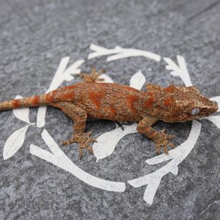 블로치드 레드