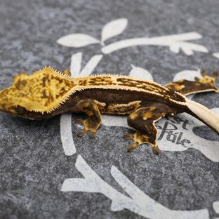 노멀 엠티백 쿼드 풀핀 핀스트라이프