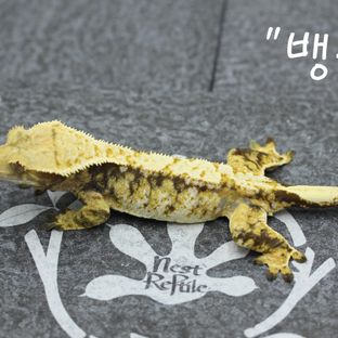 뱅글