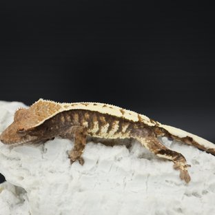 Tri White Pin White Crown White Spot Sable