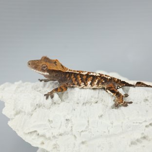 Tangerine Tri Sable White Pin White Spot