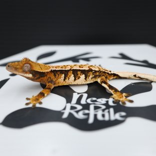 노멀 트라이 텐저린 핀스트라이프 화이트스팟 익스트림할리퀸