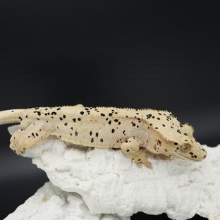 Bi Patternless Phantom Super Dalmatian