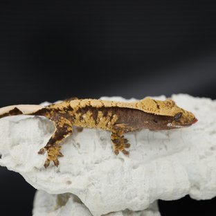 Tri Extreme Harlequin White Spot White Crown