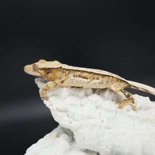 Tangerine Tri Extreme Harlequin Quad White Spot White Pin