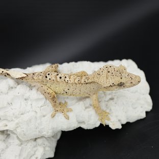 Bi Phantom Patternless Super Dalmatian