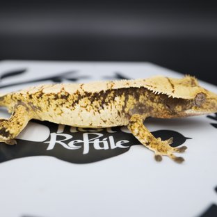 Normal Tri Extreme Harlequin White Spot Solid Back