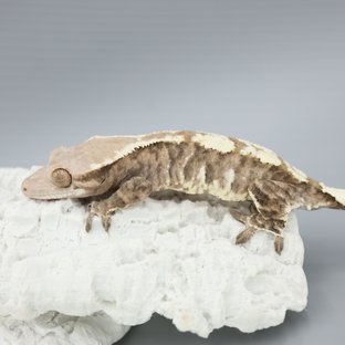 Tri White Spot White Pin Cappuccino