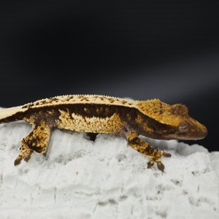 Black White White Spot White Pin White Crown