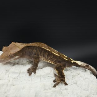 Cappuccino Tri White Pin