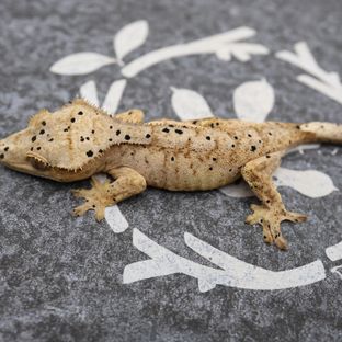 노멀 달마시안 슈퍼달마시안 화이트 옐로우