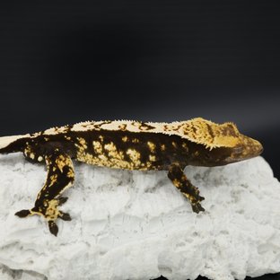 Normal Black White White Spot White Pin White Crown