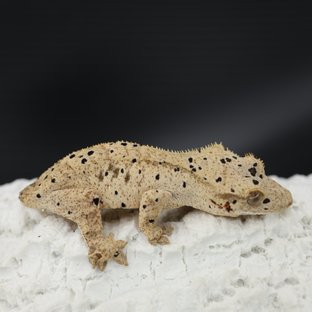 Bi Patternless Phantom Super Dalmatian