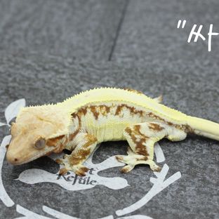 싸코