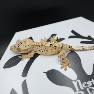 노멀 슈퍼달마시안