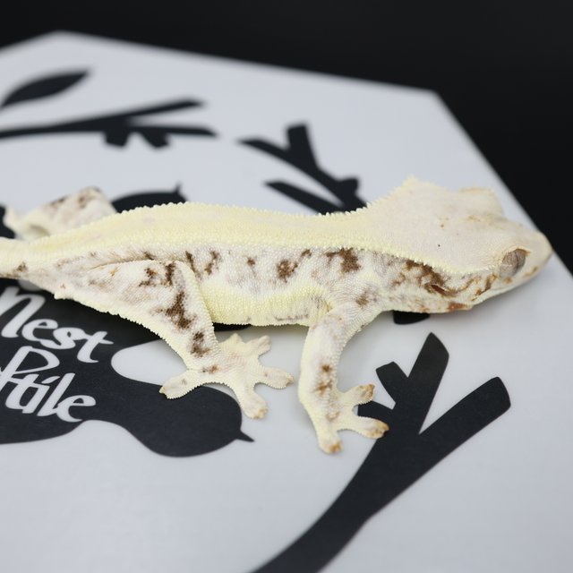 릴리화이트 솔리드백 드리피 화이트핀 화이트스팟 풀핀