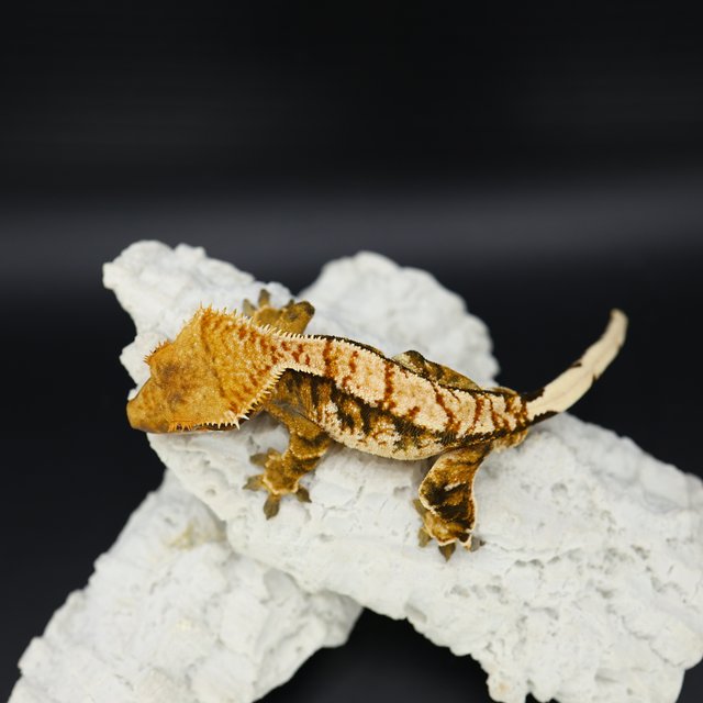 Tangerine Tri Extreme Harlequin White Spot White Crown White Pin