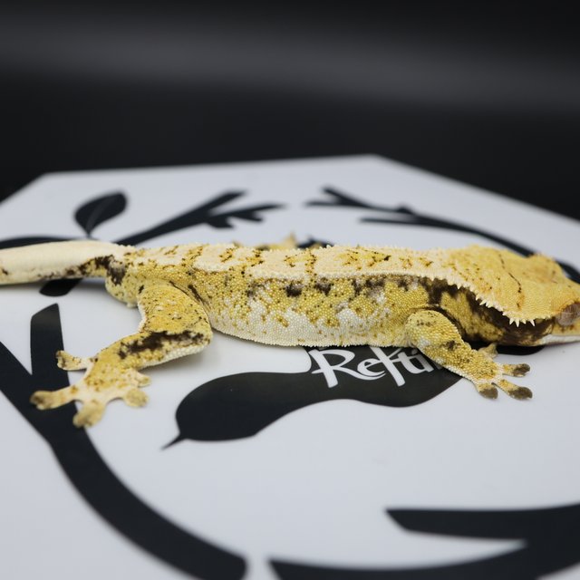 Tri Extreme Harlequin White Pin White Spot Normal