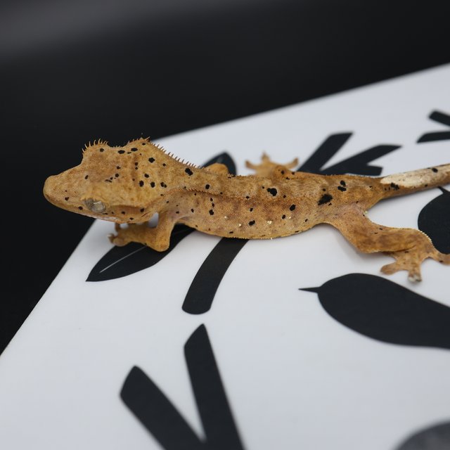 Dalmatian Super Dalmatian Normal